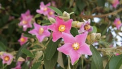 Native Hibiscus