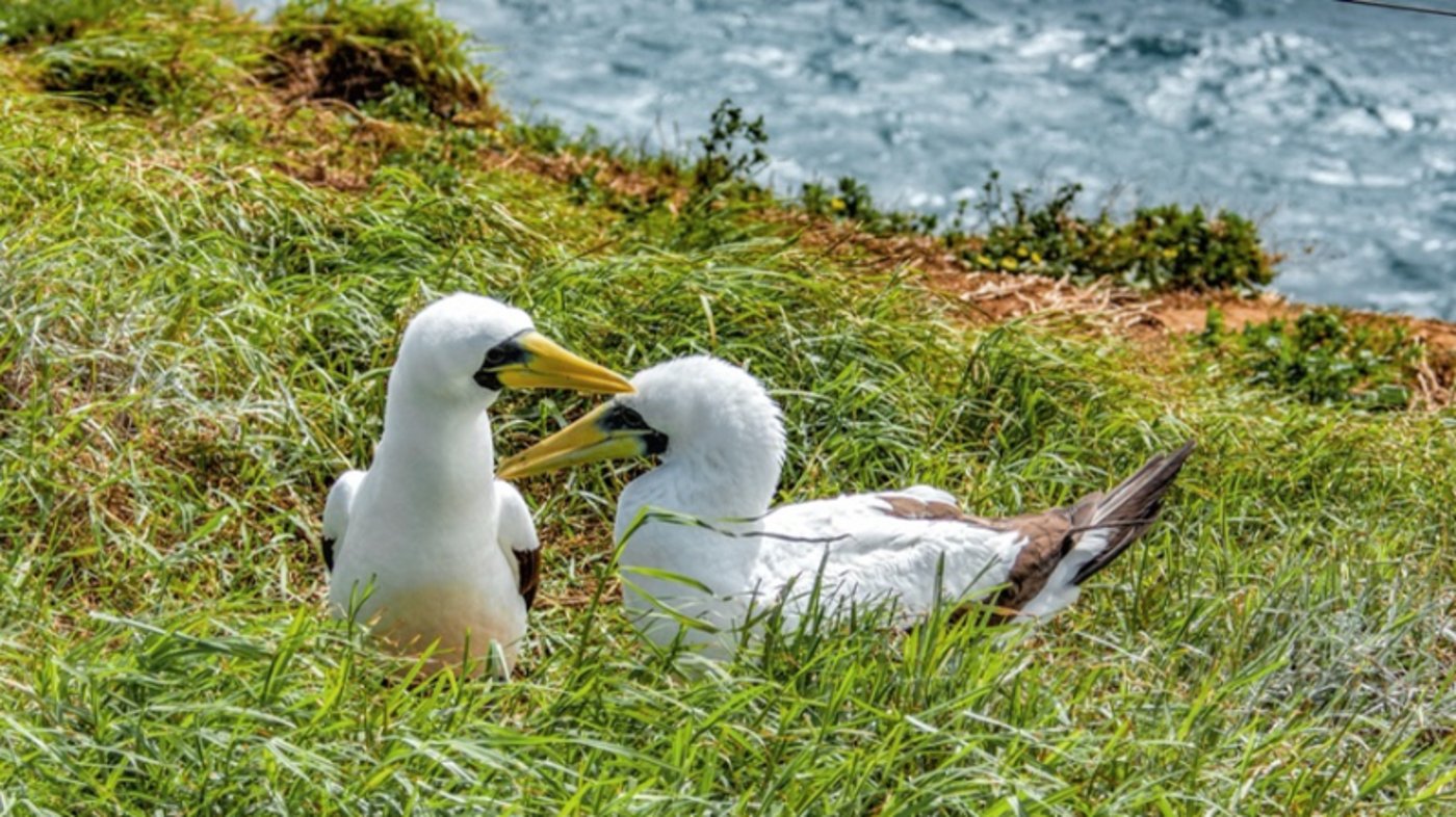 Norfolk Island birdlife
