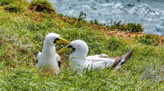 Norfolk Island birdlife