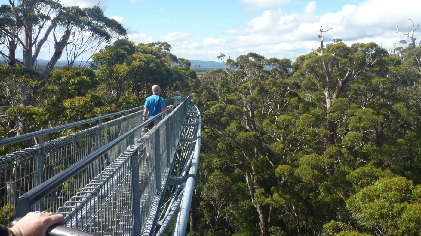 Valley of the Giants Tree Top Walk