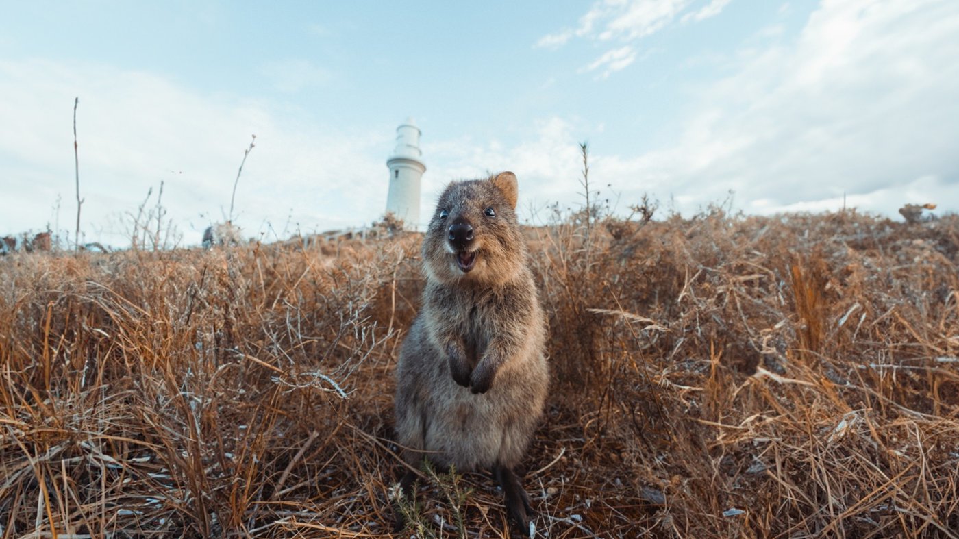 Rottnest Island Quokka
