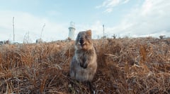 Rottnest Island Quokka