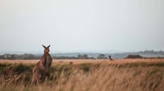 Nullarbor, South Australia, Australia