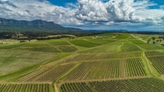 Hunter Valley Vineyards