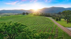 Hunter Valley Vineyards