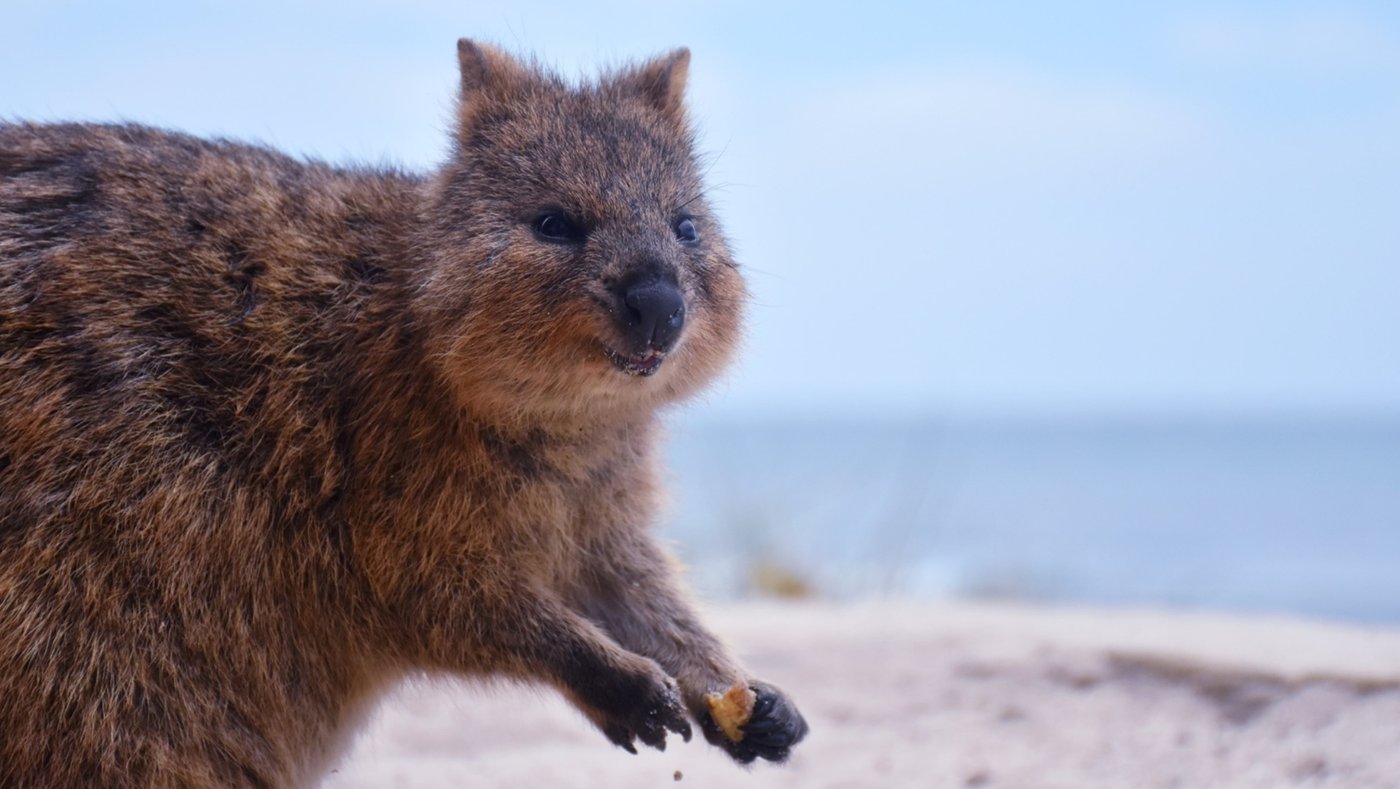 Quokka, Rottnest Island, Western Australia, Australia