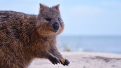 Quokka, Rottnest Island, Western Australia, Australia