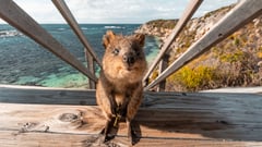 Rottnest Island Quokka