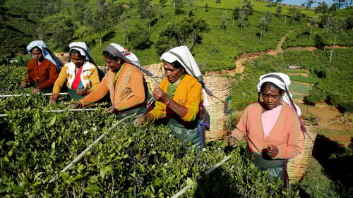 Nuwara Eliya, tea plucking