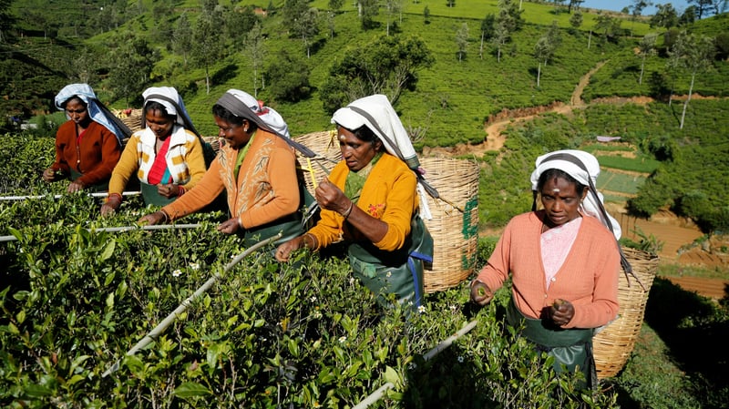 Nuwara Eliya, tea plucking