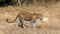Yala, Sri Lanka - Leopard walking in the grass