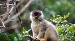 Andasibe Analamazaotra Reserve - Annelieke Huijgens