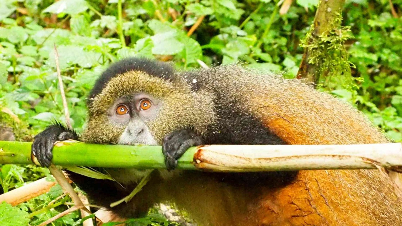 Golden Monkey