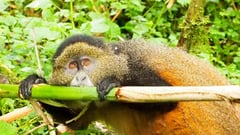 Golden Monkey