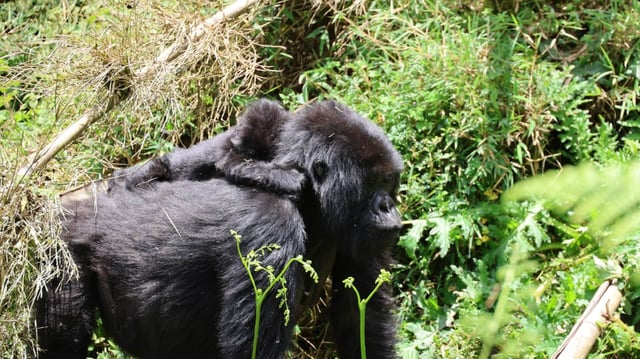 Rwanda Primate Safari