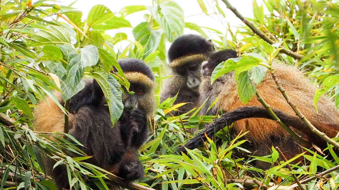 Golden monkeys