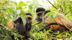 Golden monkeys