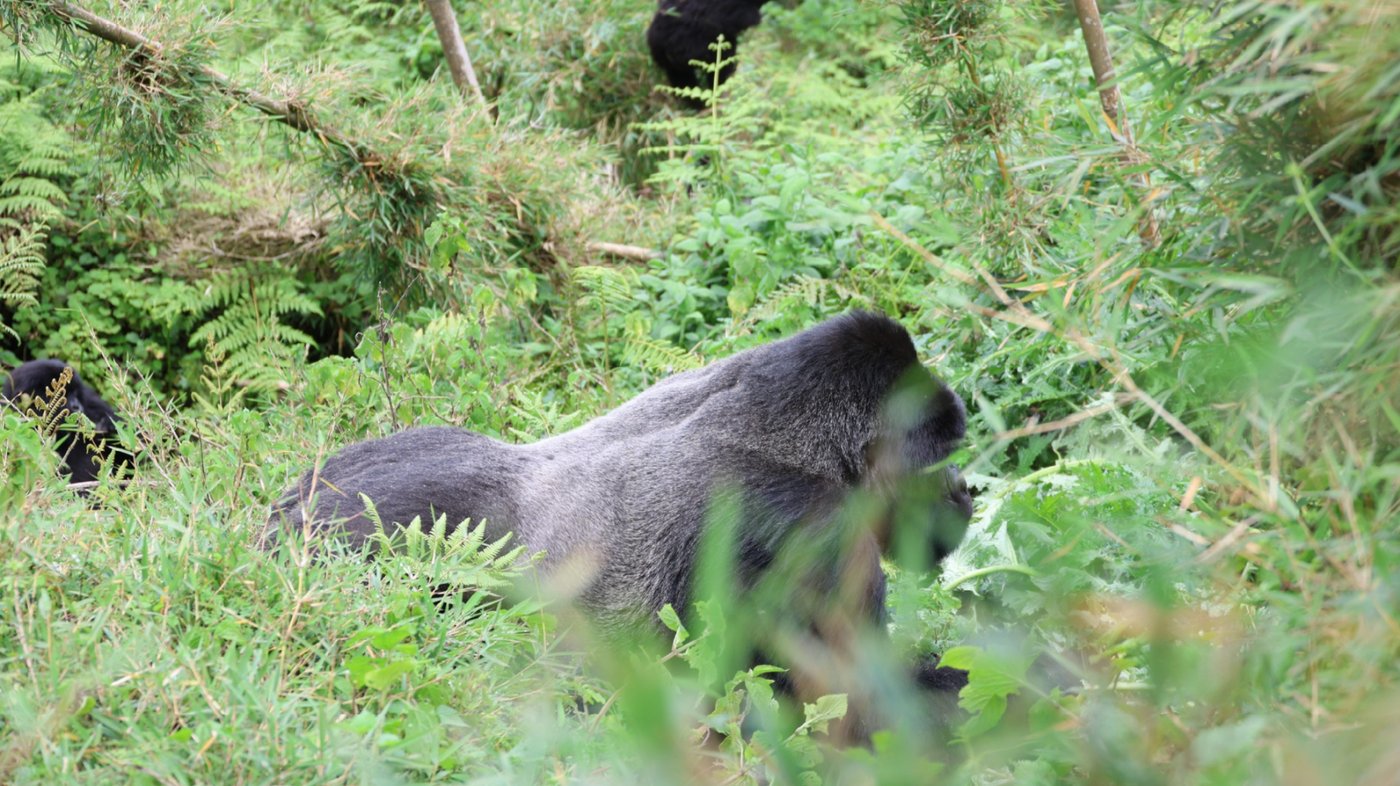 Silverback - Amie Bunnik