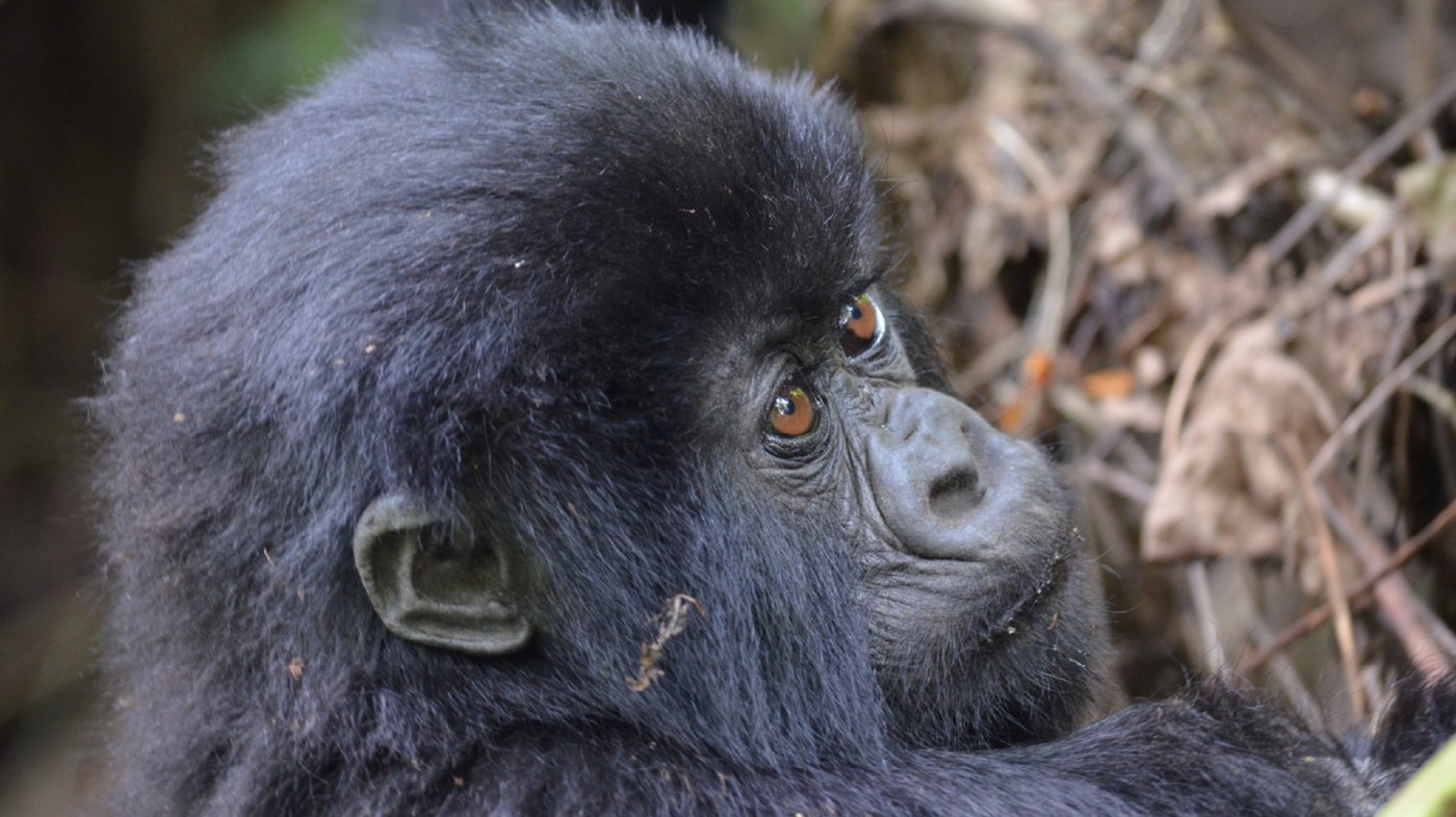Baby Gorilla - Annelieke Hujgens