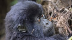 Baby Gorilla - Annelieke Hujgens
