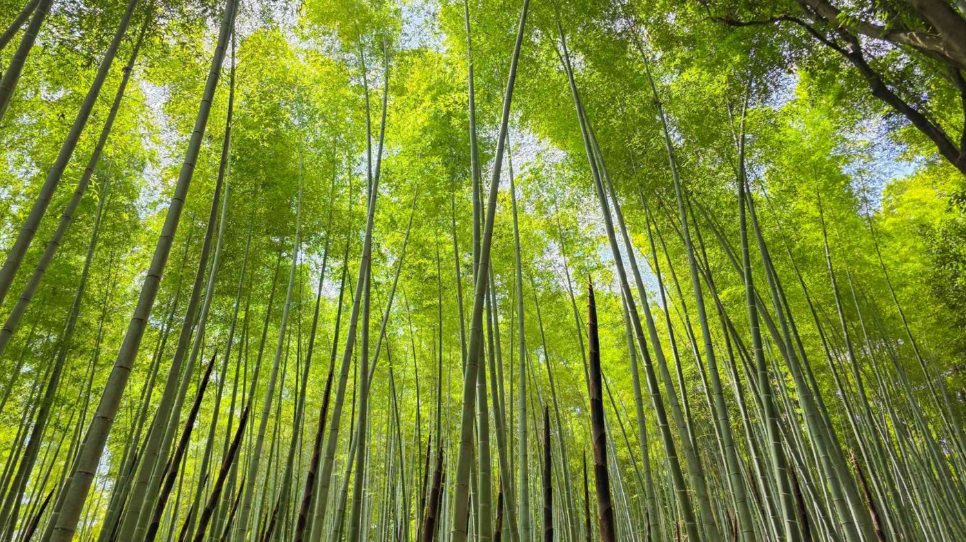 Arashiyama Bamboo Forest - Kyoto 