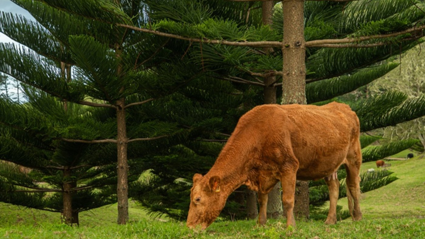 Norfolk Island
