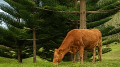 Norfolk Island