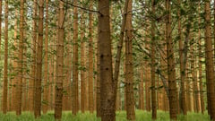 Hundred Acre, Norfolk Island 