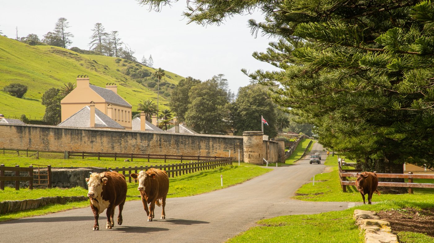 Meet the locals - they even have right of way!