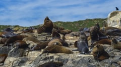 Bruny Island Locals