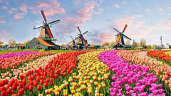 Keukenhof Gardens - Optional Experience