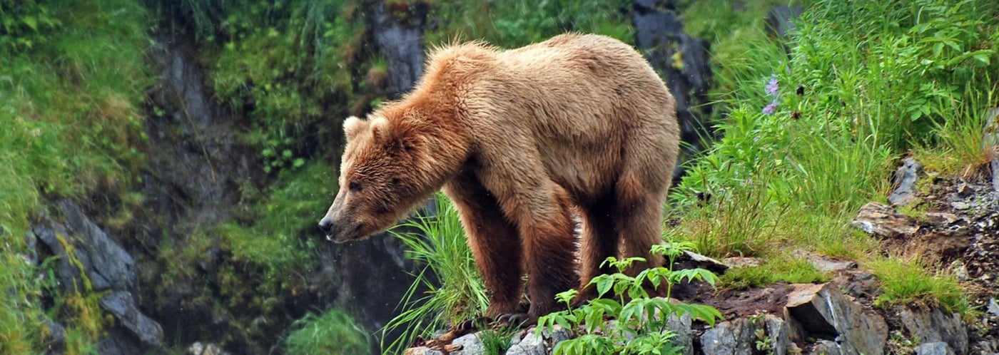 Brown bear standing on mossy rocks in Alaskan wilderness.