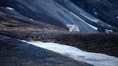 A polar bear walks across a dark volcanic landscape with snow-streaked mountains in the background.