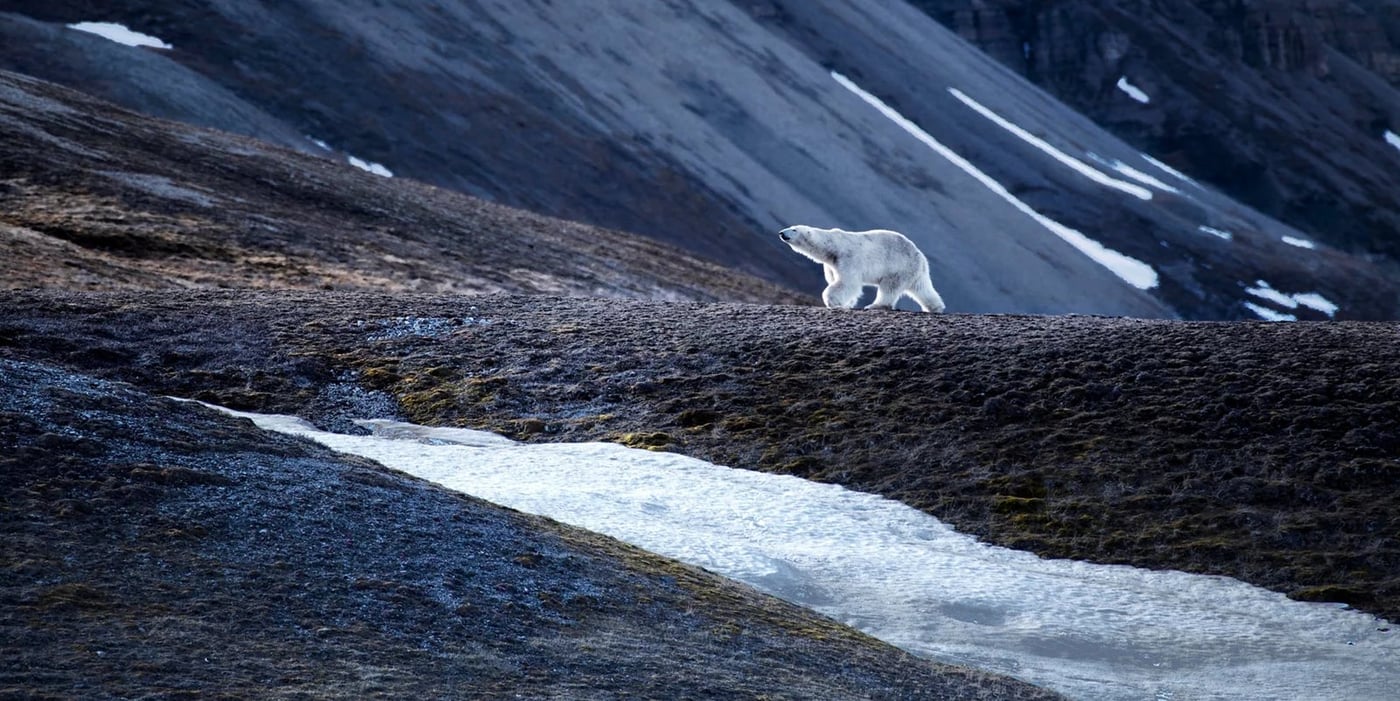 A polar bear traverses a stark volcanic landscape with patches of snow against dark mountain slopes.