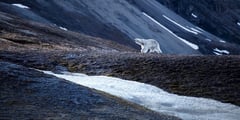 A polar bear traverses a stark volcanic landscape with patches of snow against dark mountain slopes.