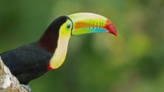 A colorful toucan with a rainbow-colored beak perched on a branch against a green background.