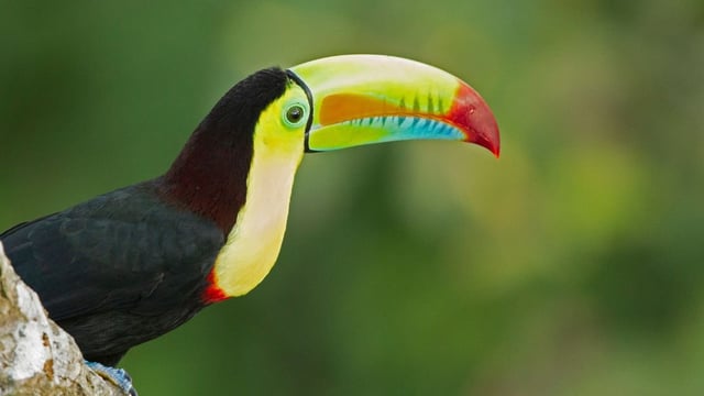 Fly Free^ Panama Canal Exploration