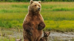CANADA-NATIONAL-PARK-bear
