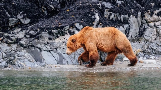 Fly Free^ Japan to Alaska Glacier Exploration
