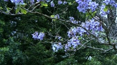 Wombat Hill Botanical Gardens, Daylesford VIC, Australia