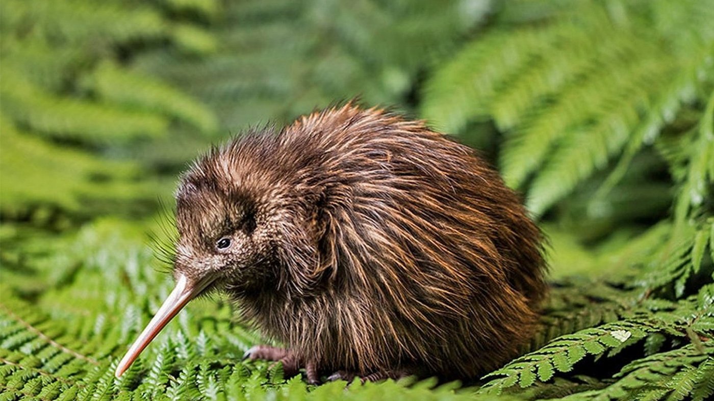A kiwi bird foraging among green ferns in native New Zealand bush