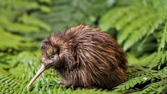 A kiwi bird foraging among green ferns in native New Zealand bush