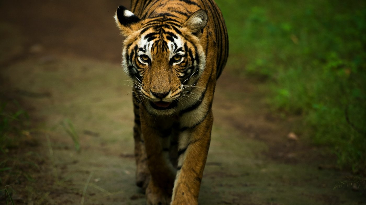 Ranthambore National Park