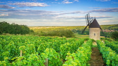Lush green vineyard with a traditional stone windmill under a blue sky with scattered clouds.