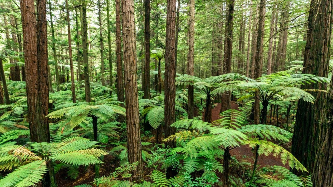Rotorua Redwood Forest