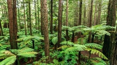 Rotorua Redwood Forest