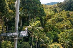 Elevated walkway through lush rainforest canopy in Queensland hinterland with mountains in the background.