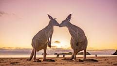 Wonders of the Murray River & Kangaroo Island Tour