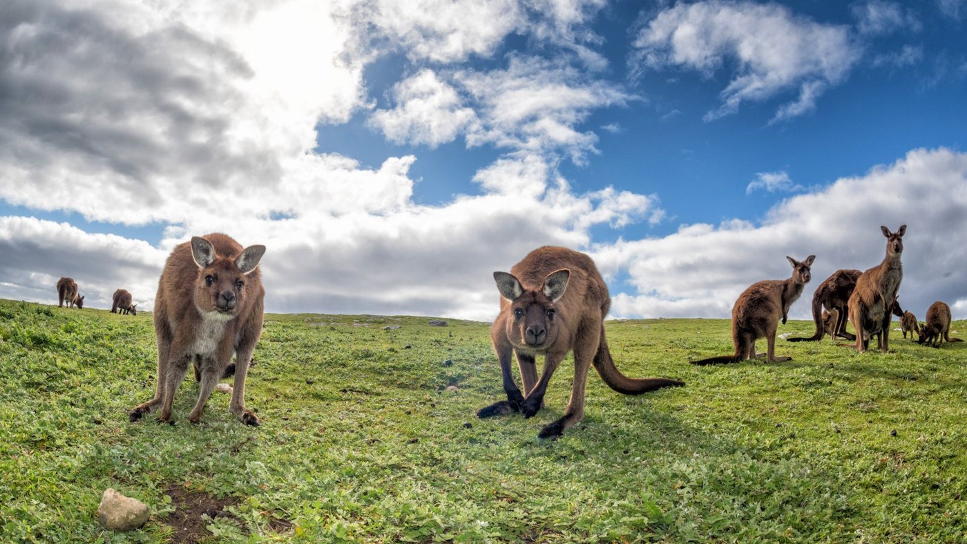 Kangaroo Island