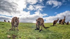 Kangaroo Island